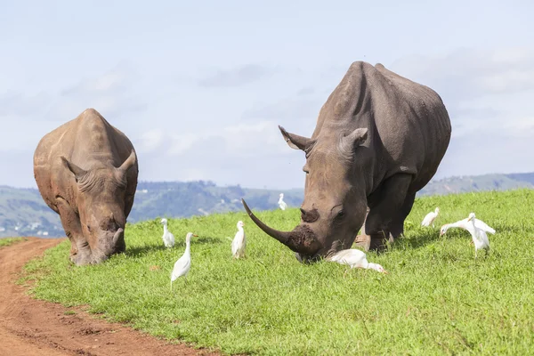 Rhinos Wildlife Summer — Stock Photo, Image