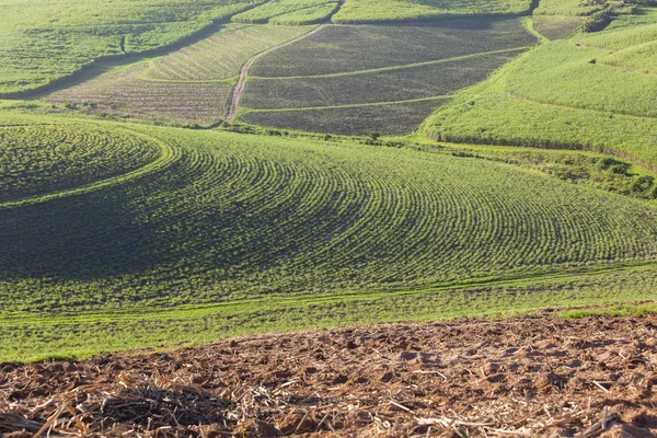 Farming Crops Landscape — Stock Photo, Image