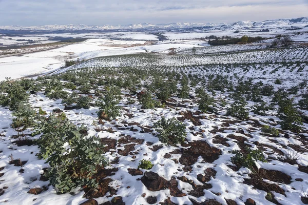 Träd skogsbruk berg snö — Stockfoto