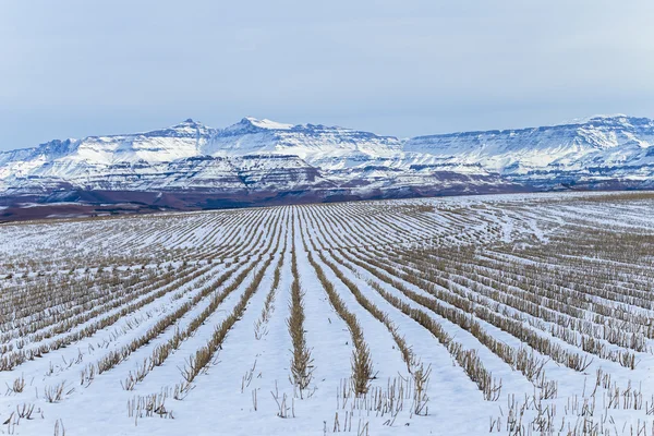 Bergen jordbruk skördade grödor snö — Stockfoto
