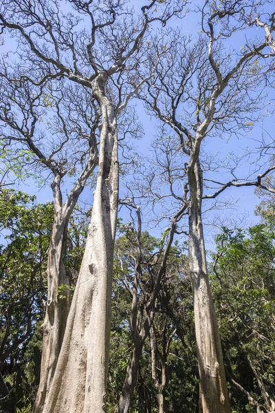 Árboles Bosques altos — Foto de Stock