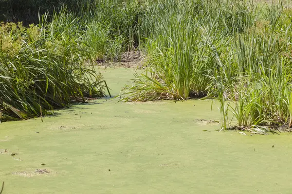 湿地の沼地緑の藻 — ストック写真