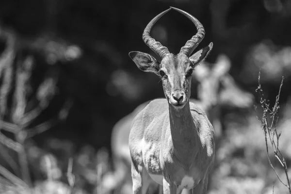 Allarme animali della fauna selvatica Buck — Foto Stock