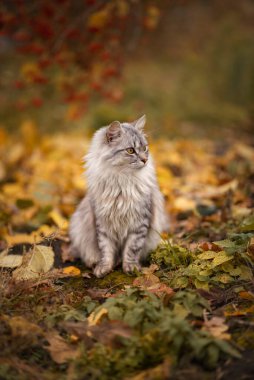 Kırmızı böğürtlen arka planında gri bir kedinin sonbahar fotoğrafı.