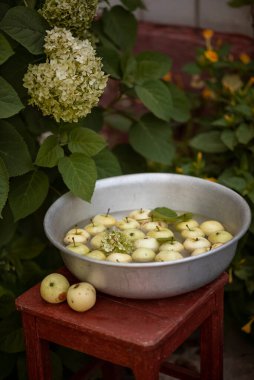 Durgun yaşam. Ortanca çalılığının altındaki bir su havzasında elmalar.