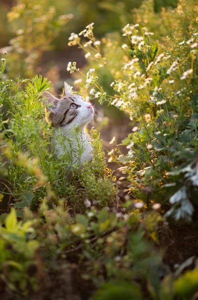 Foto Einer Katze Weißen Gänseblümchen — Stockfoto