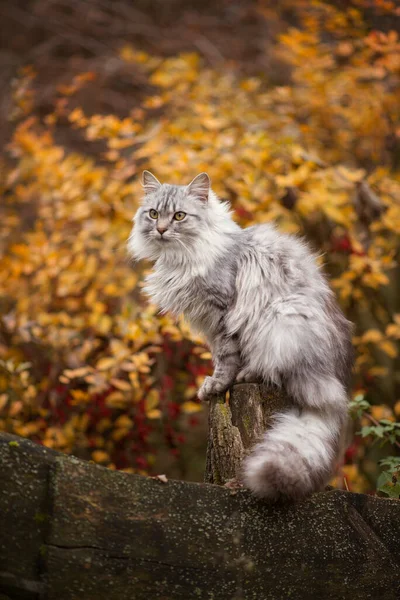 Herfst Foto Van Een Grijze Kat Een Achtergrond Van Rode — Stockfoto