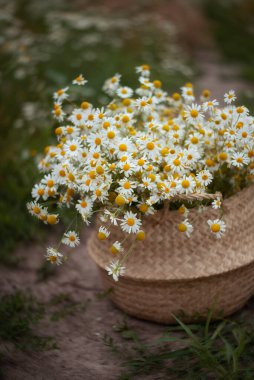 Durgun yaşam. Sepette bir buket beyaz papatya.