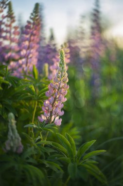 Makrofotoğrafçılık. Çiçekli bir lup çalısı..