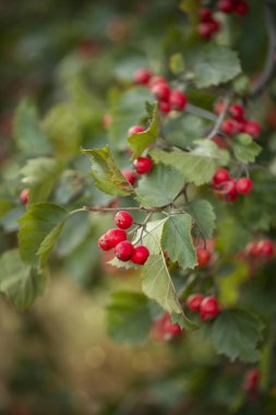 Kırmızı mürver böğürtlenlerinin fotoğrafı.