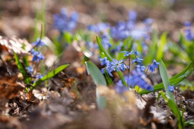 Ormanda mavi bahar çiçeklerinin fotoğrafı..