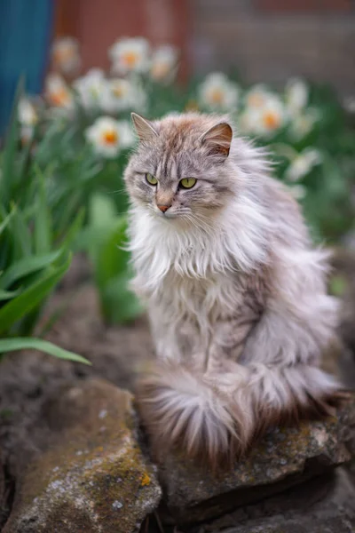 水仙花旁边一只灰色绒毛猫的照片 — 图库照片