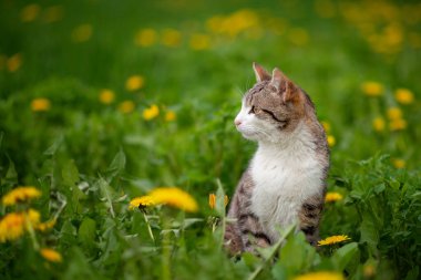 Yeşil çimlerin üzerinde karahindiba taşıyan tekir bir kedinin fotoğrafı..