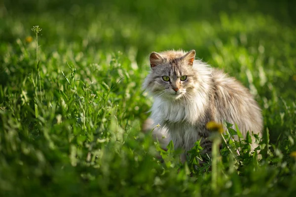 Φωτογραφία Μιας Γκρίζας Χνουδωτής Γάτας Στο Πράσινο Γρασίδι — Φωτογραφία Αρχείου