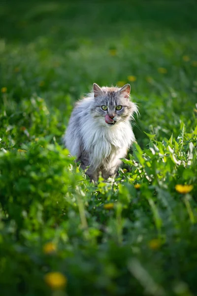 Foto Einer Grauen Flauschigen Katze Grünen Gras — Stockfoto