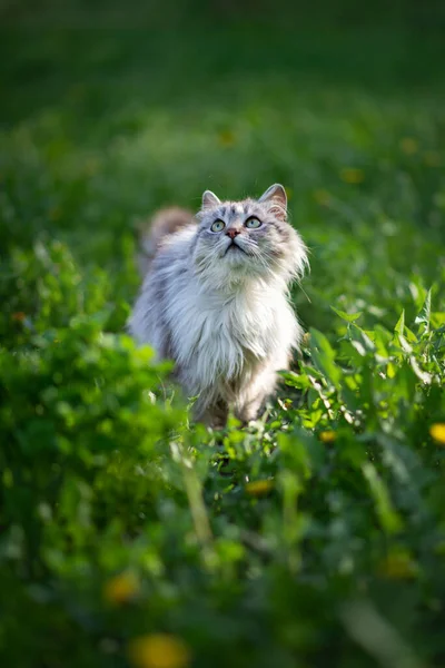 照片上一只灰色毛茸茸的猫在绿草中 — 图库照片