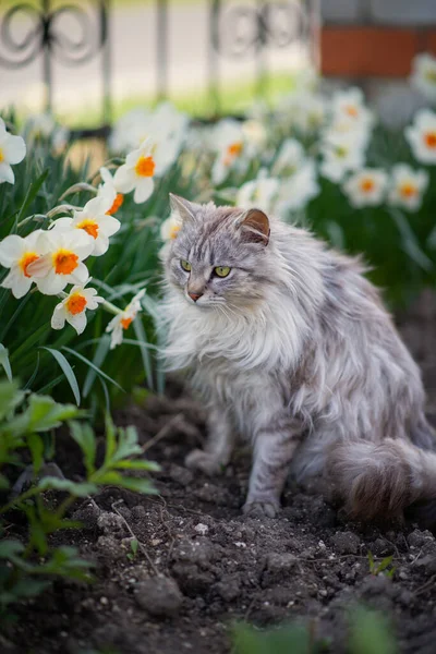 水仙花附近一只灰色绒毛猫的照片 — 图库照片