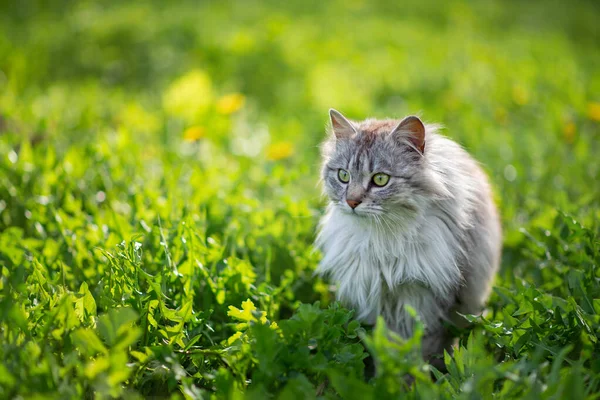 Yeşil çimenlikteki gri tüylü bir kedinin fotoğrafı.