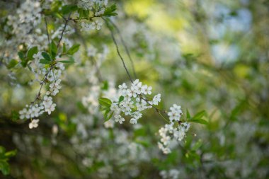 Baharda çiçek açan ağaçların fotoğrafı..
