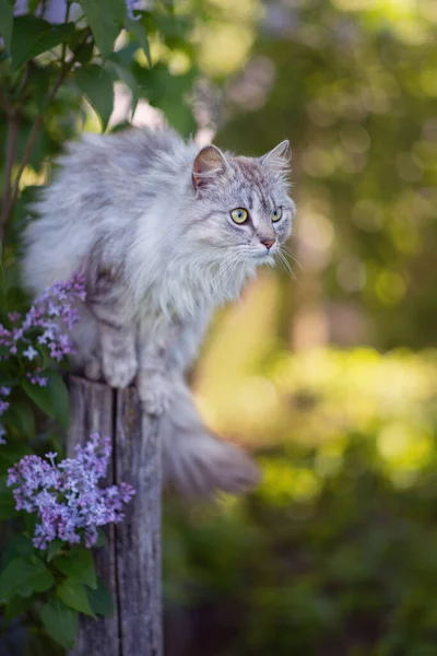 라일락 나무숲 근처에 고양이의 — 스톡 사진