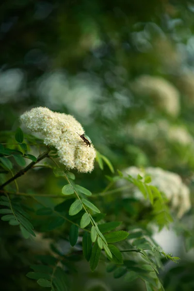 Photo Flowering Mountain Ash Bush Beetle Branch — Zdjęcie stockowe