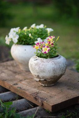 Açık havada bir kap petunyanın fotoğrafı..