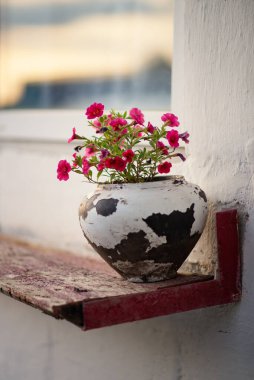Açık havada bir kap petunyanın fotoğrafı..