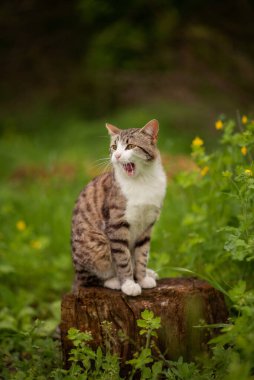 Tekir bir kedinin fotoğrafı. Kedi esniyor..
