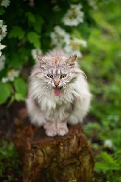 Фото Серого Пушистого Кота Который Показывает Свой Язык — стоковое фото