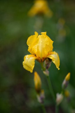 Yağmur damlalı sarı bir iris fotoğrafı.
