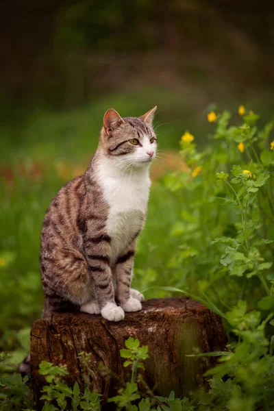 Foto Gato Tabby Hierba Verde — Foto de Stock