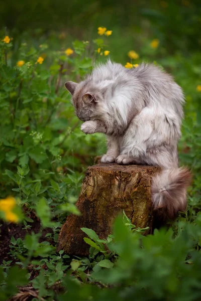Серый Пушистый Кот Закрывает Свою Морду Лапой — стоковое фото