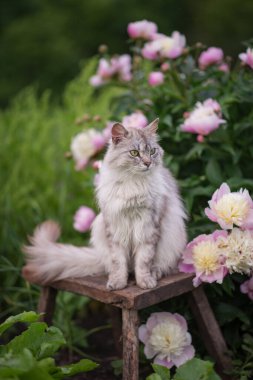 Pembe şakayık çalılarının yanında gri tüylü bir kedinin fotoğrafı..