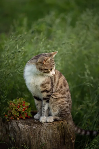 Foto Einer Gestromten Katze Grünen Gras — Stockfoto