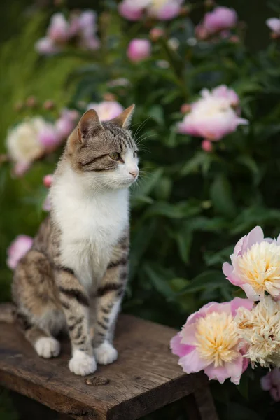 照片上是一只带条纹的猫在粉色的牡丹丛旁 — 图库照片