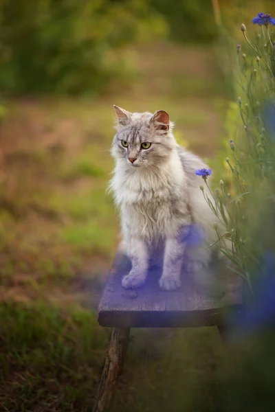 Foto Van Een Grijze Pluizige Kat Een Houten Kruk — Stockfoto