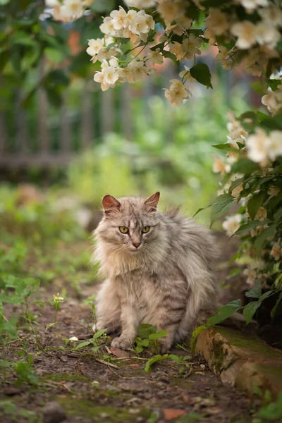 Photo Gray Fluffy Cat Flowering Jasmine Bush — 스톡 사진