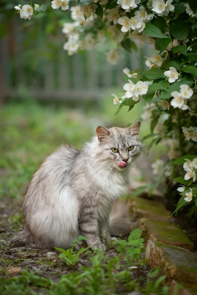 照片中一只灰色绒毛猫在花园附近的茉莉花树下 — 图库照片