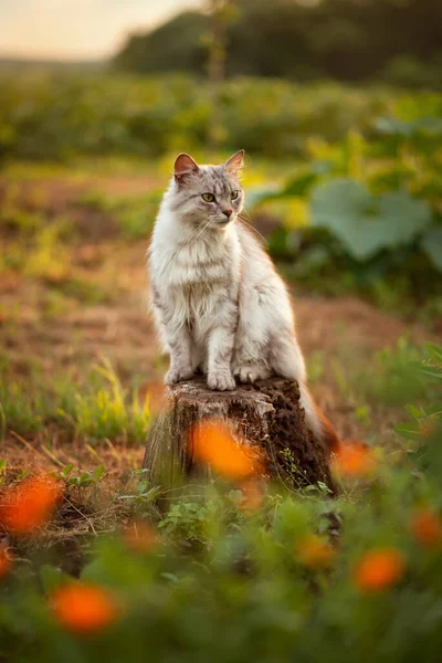 夕暮れ時の灰色のふわふわの猫の写真 — ストック写真