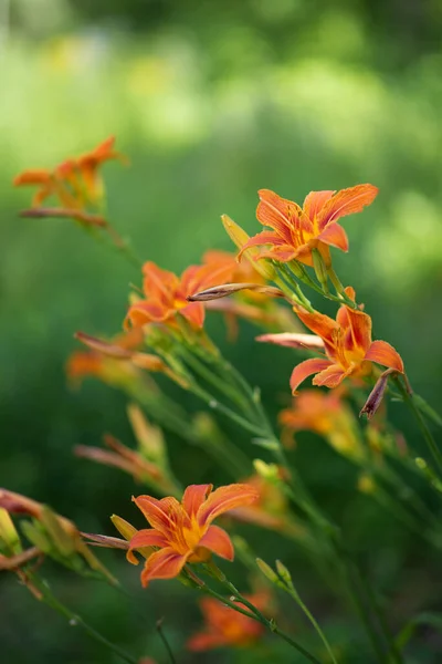 Foto Van Oranje Lelies Groen Gras — Stockfoto