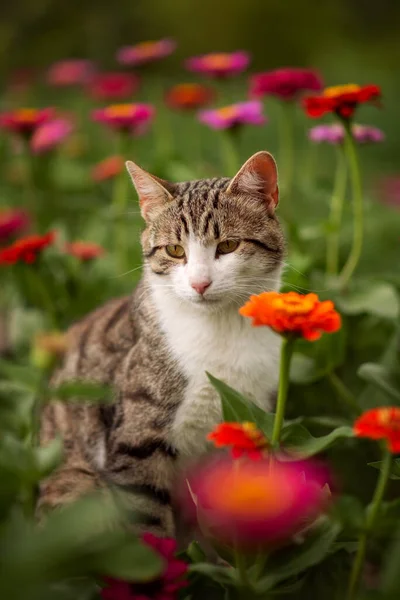 Foto Gato Listrado Flores — Fotografia de Stock