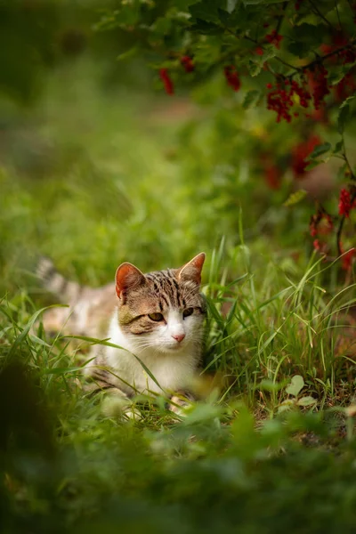 照片上一只条纹猫在红醋栗灌木附近 — 图库照片