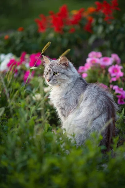 照片上一只灰色绒毛猫在花坛上开着花 — 图库照片