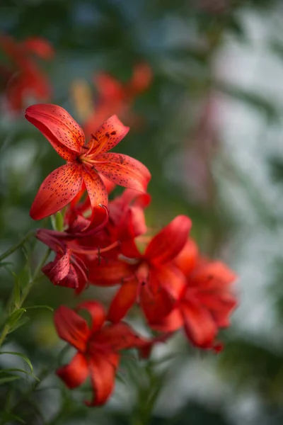 Foto Van Een Bloeiende Oranje Lelie — Stockfoto