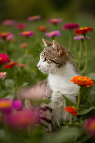 Foto Einer Gestreiften Katze Einem Blumenbeet Mit Blumen — Stockfoto