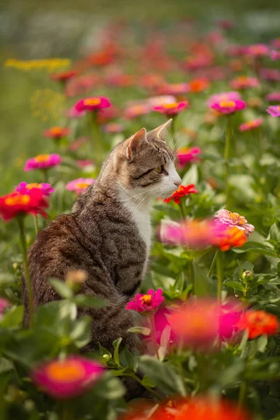 照片上一只带条纹的猫在花坛上开着花 — 图库照片