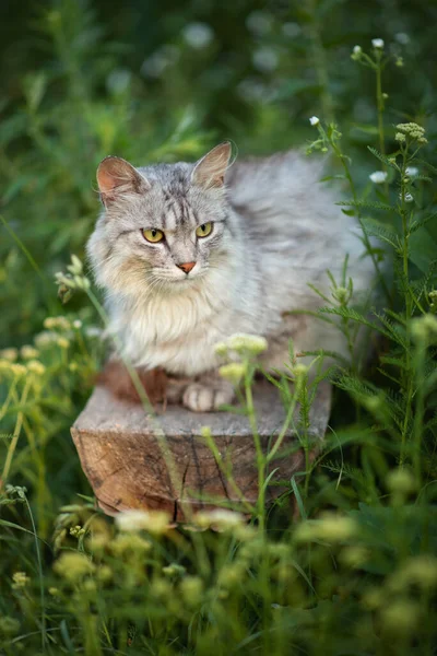 Foto Einer Grauen Flauschigen Katze Auf Dem Grünen Gras — Stockfoto