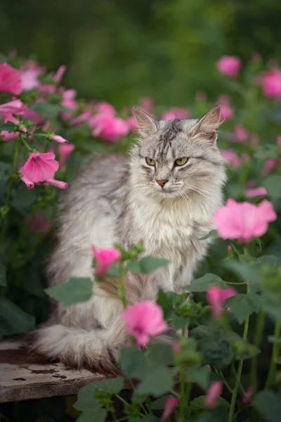 Photo Gray Fluffy Cat Pink Flowers — ストック写真