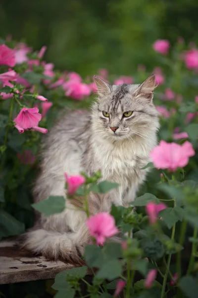 Foto Van Een Grijze Pluizige Kat Roze Bloemen — Stockfoto