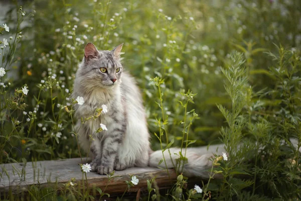 照片上一只毛茸茸的灰猫在绿草中 — 图库照片